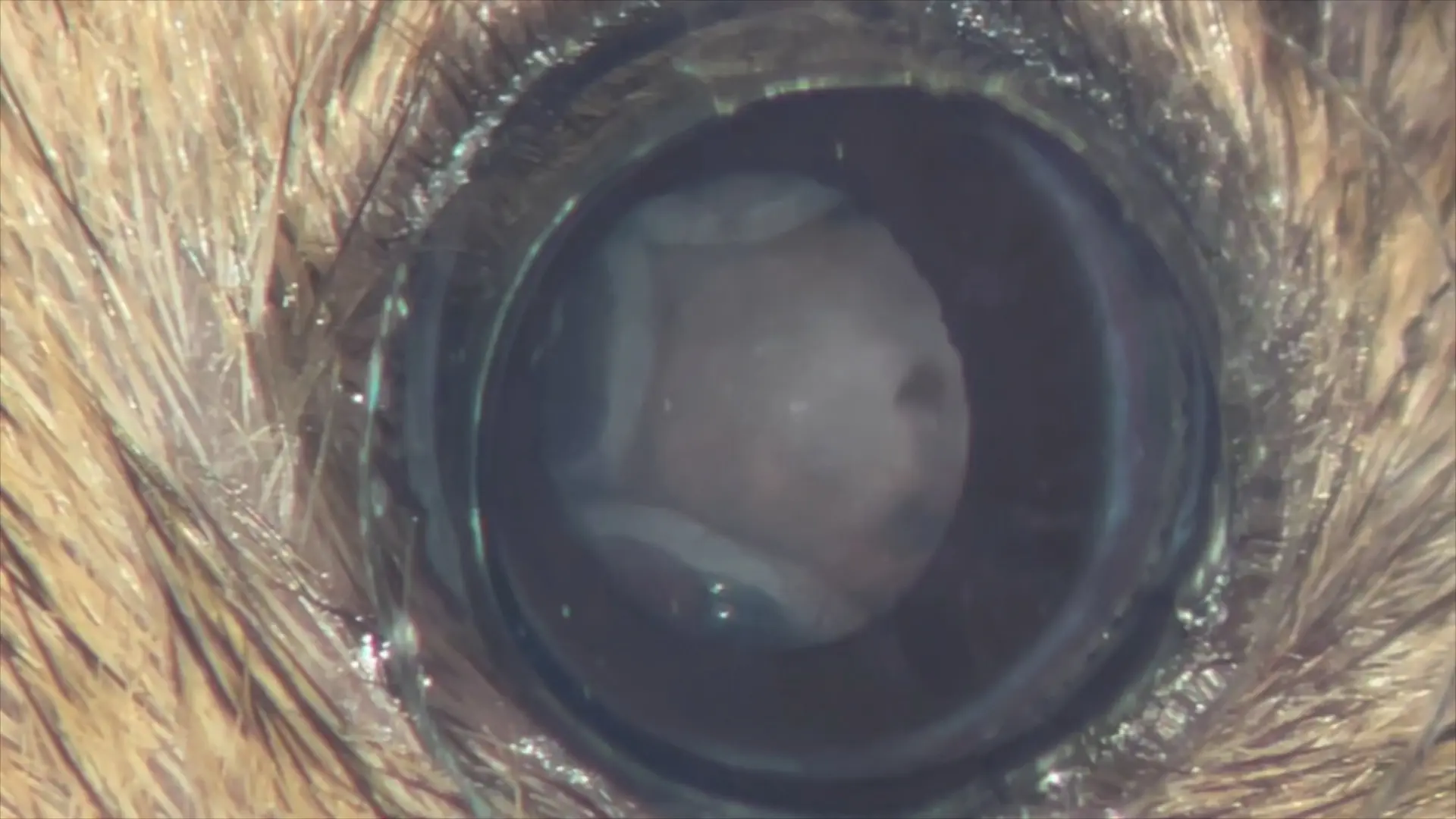 Transpupillary-Guided Trans-Scleral Transplantation of Subretinal Grafts in a Retinal Degeneration Mouse Model