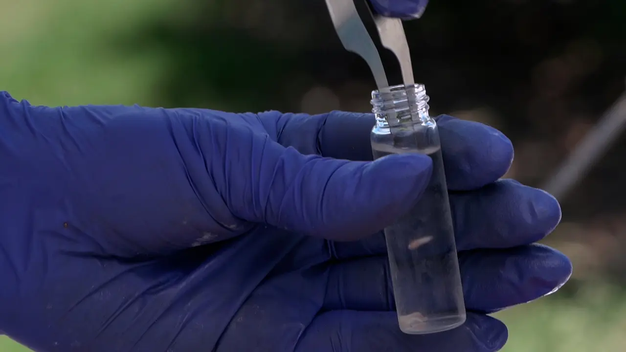 Sieving Fruit Pulp to Detect Immature Tephritid Fruit Flies in the Field