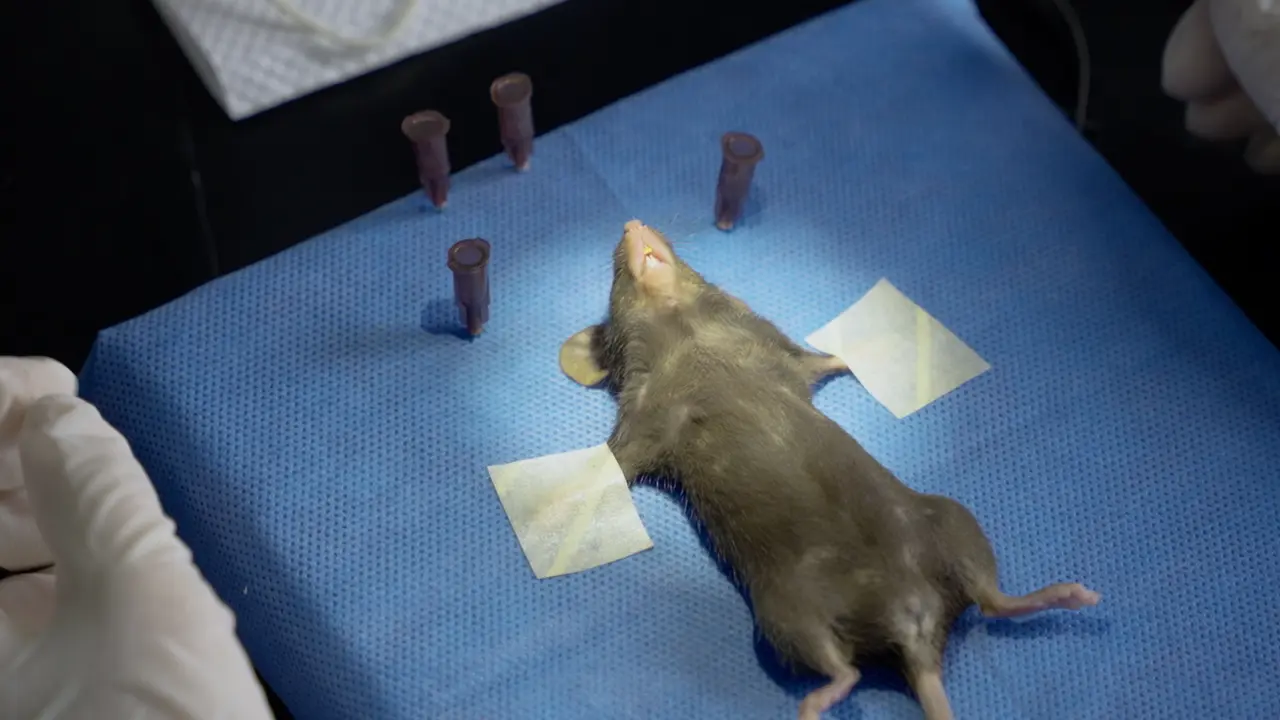 Establishment of an Oronasal Fistula Mice Model