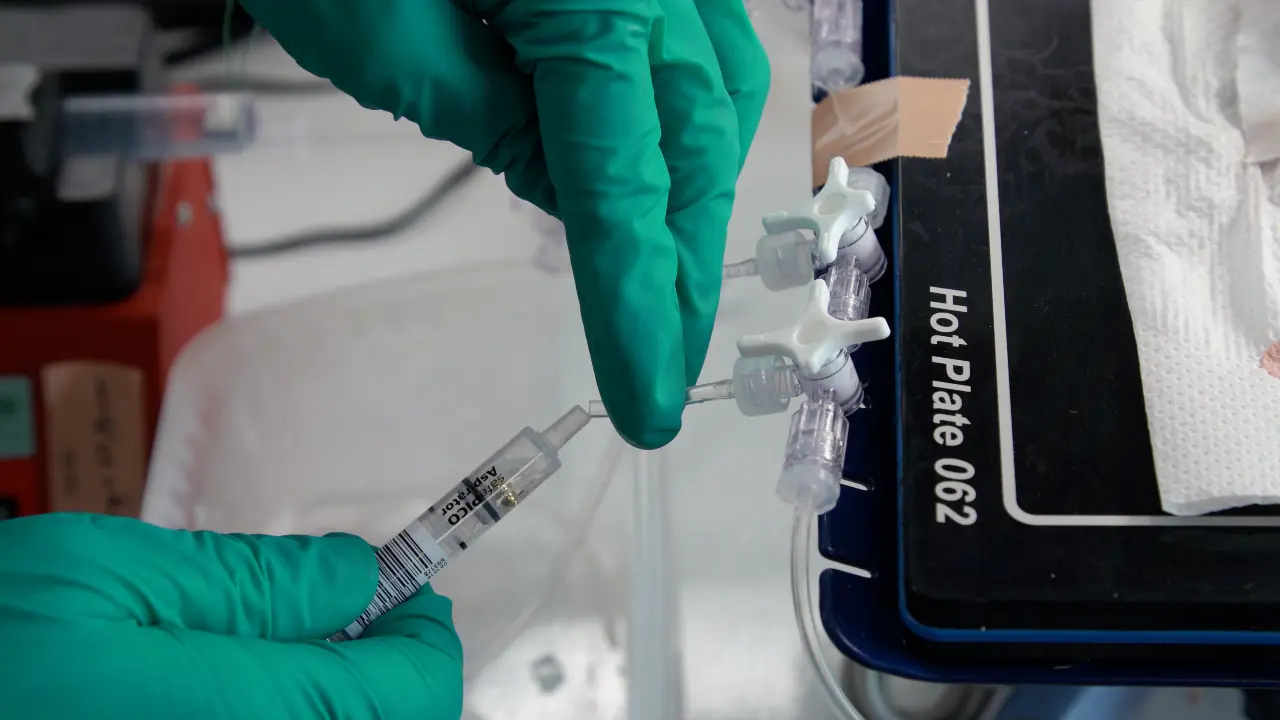 Hepatic Glucose Production, Ureagenesis, and Lipolysis Quantified using the Perfused Mouse Liver Model