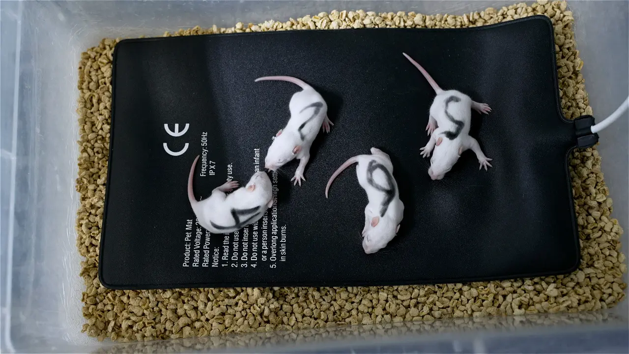 Abdominal Massage to Improve Motor Dysfunction in Rats with Cerebral Palsy