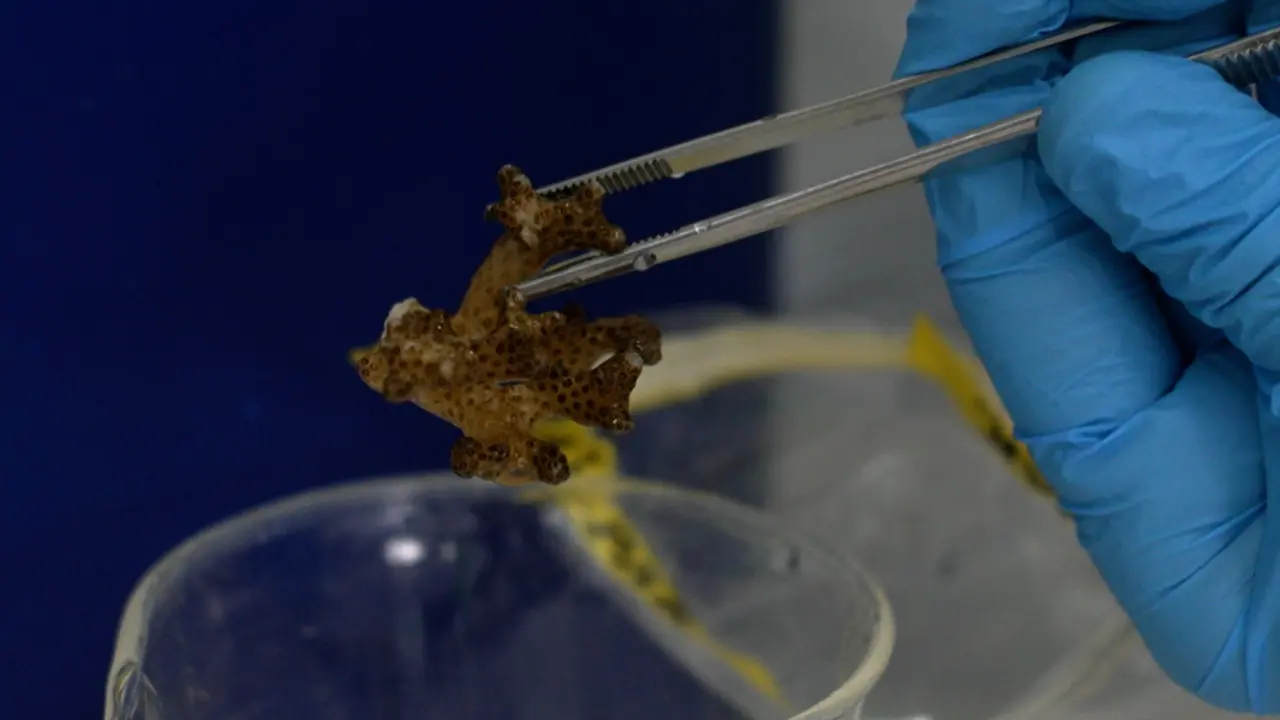 Gas Chromatography-Mass Spectrometry-Based Targeted Metabolomics of Hard Coral Samples