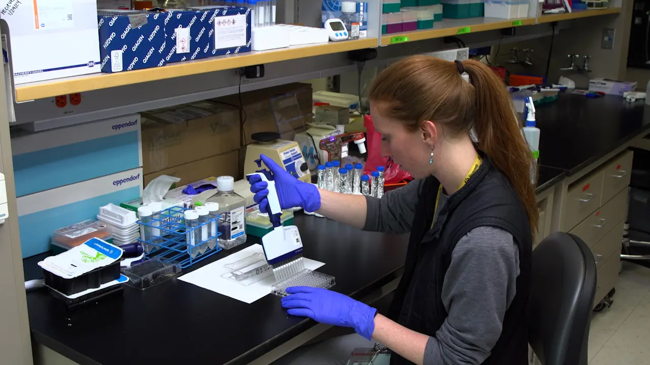 Measuring Mitochondrial Function of Naïve and Effector CD8 T Cells