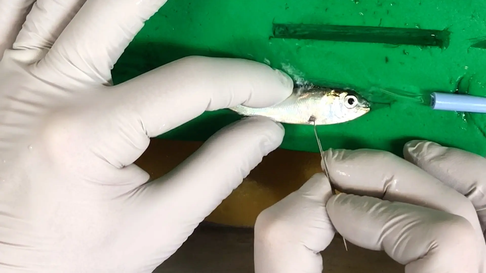 Handling and Tagging Techniques for Implanting Juvenile American Shad with a New Acoustic Microtransmitter