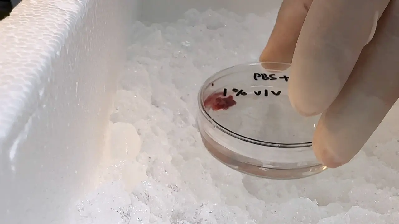 Isolation, Culture, and Adipogenic Induction of Stromal Vascular Fraction-derived Preadipocytes from Mouse Periaortic Adipose Tissue