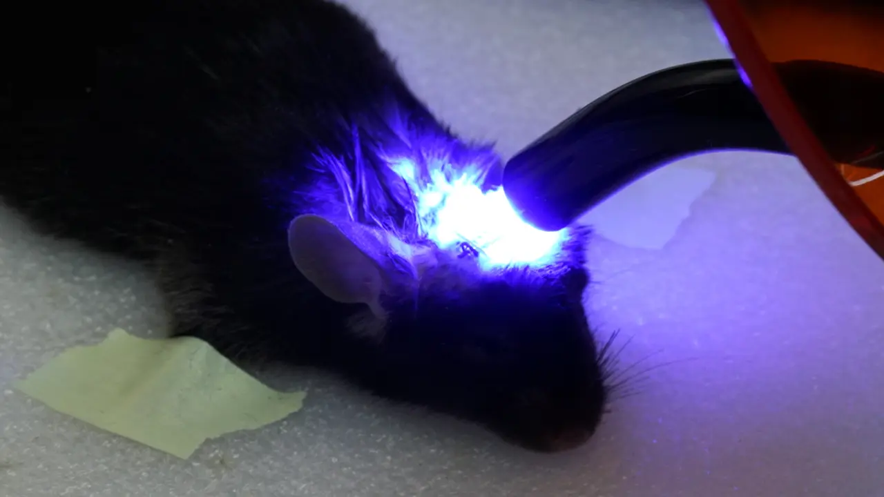 A 3-D Visualization Technique for Bone Remodeling in a Suture Expansion Mouse Model