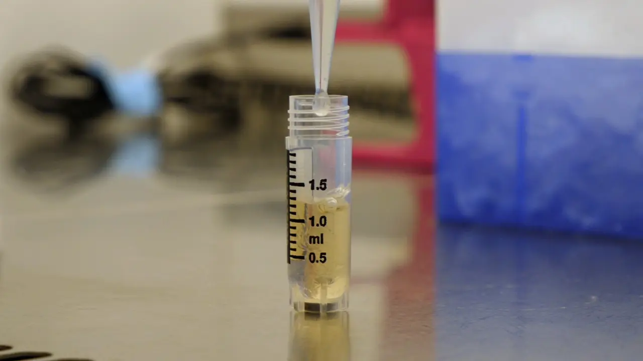 Cryopreservation and Bioenergetic Evaluation of Human Peripheral Blood Mononuclear Cells