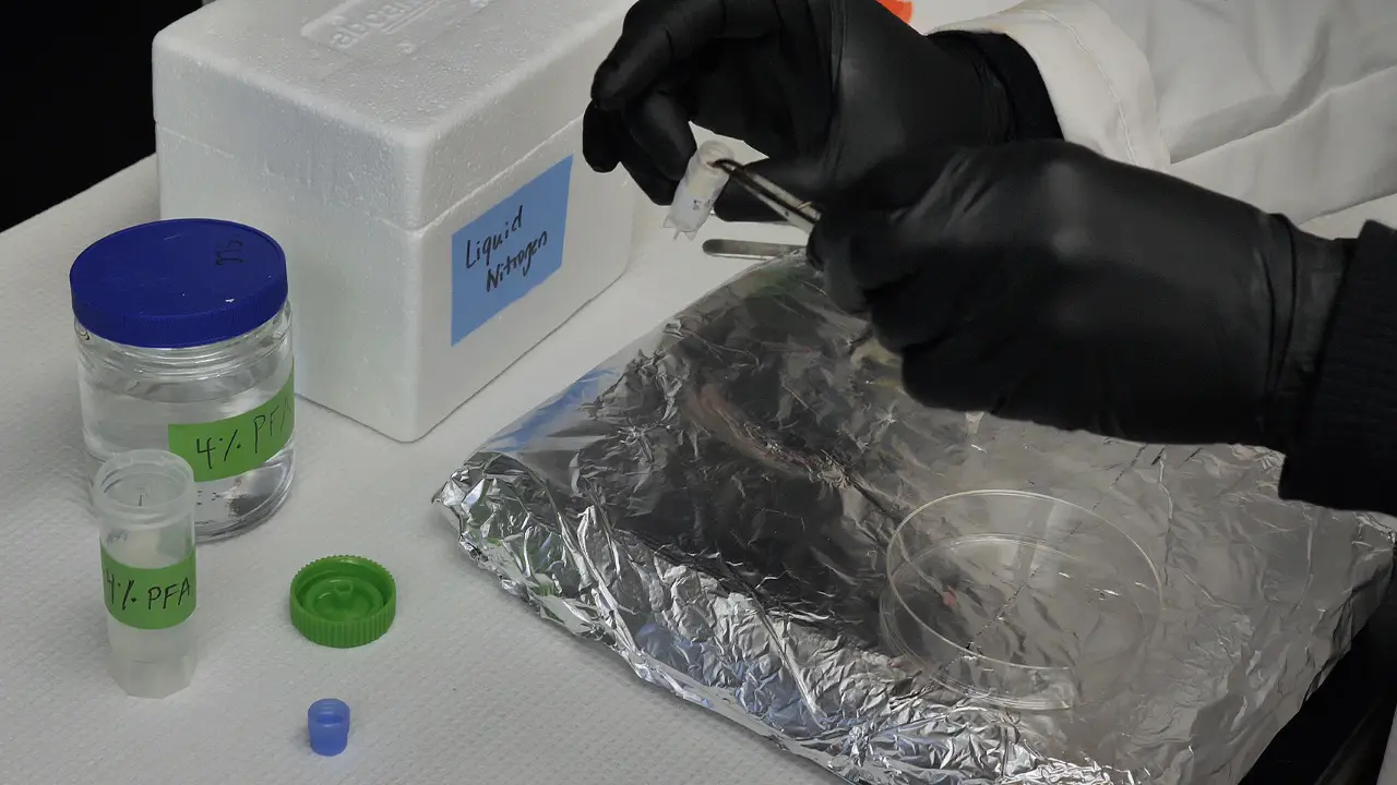 Identifying, Diagnosing, and Grading Malignant Peripheral Nerve Sheath Tumors in Genetically Engineered Mouse Models