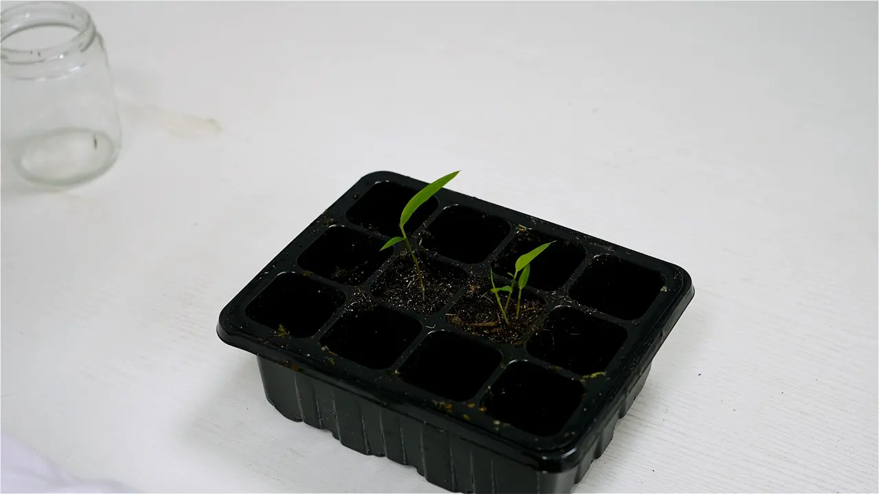 <em>In Planta</em> Gene Expression and Gene Editing in Moso Bamboo Leaves