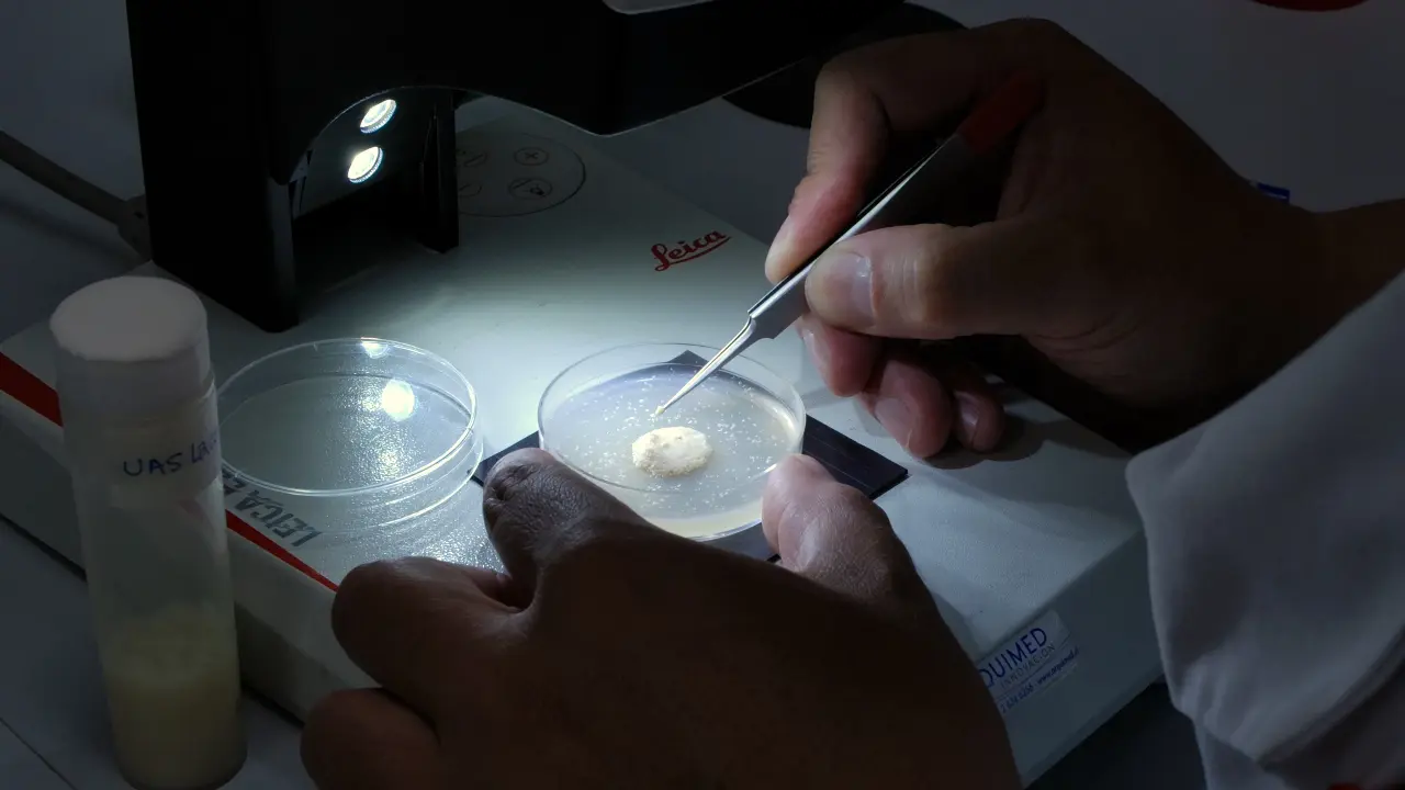 Visualizing Monocarboxylates and Other Relevant Metabolites in the <em>Ex Vivo Drosophila</em> Larval Brain Using Genetically Encoded Sensors