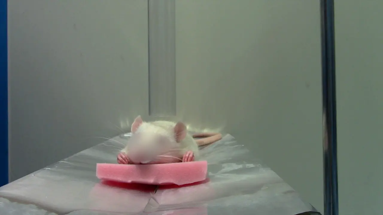 Rat Model of Closed-Head Mild Traumatic Injury and its Validation