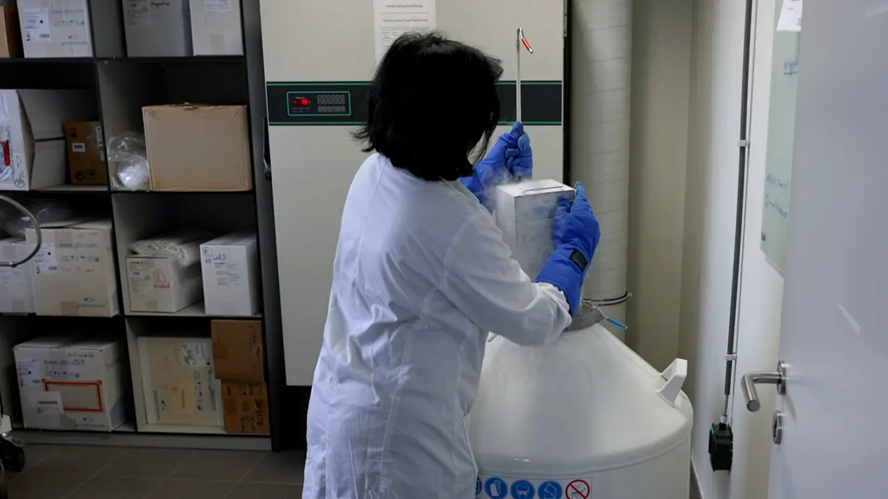 The Micronucleus Assay on Cryopreserved Whole Blood