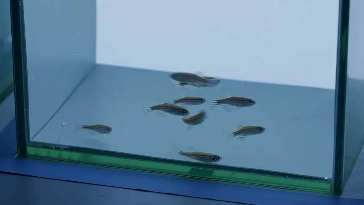 Neurotoxicity Assessment in Adult <em>Danio rerio</em> using a Battery of Behavioral Tests in a Single Tank