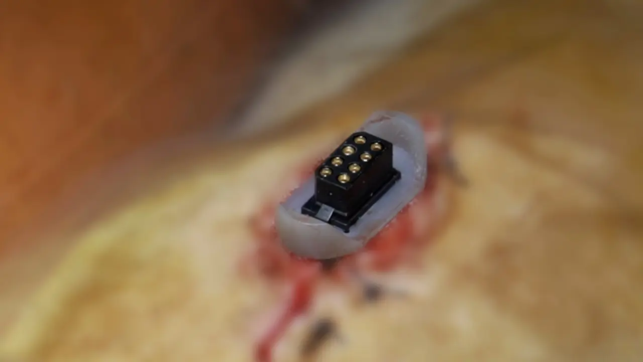Implantation Surgery for Abdominal Vagus Nerve Stimulation and Recording Studies in Awake Rats