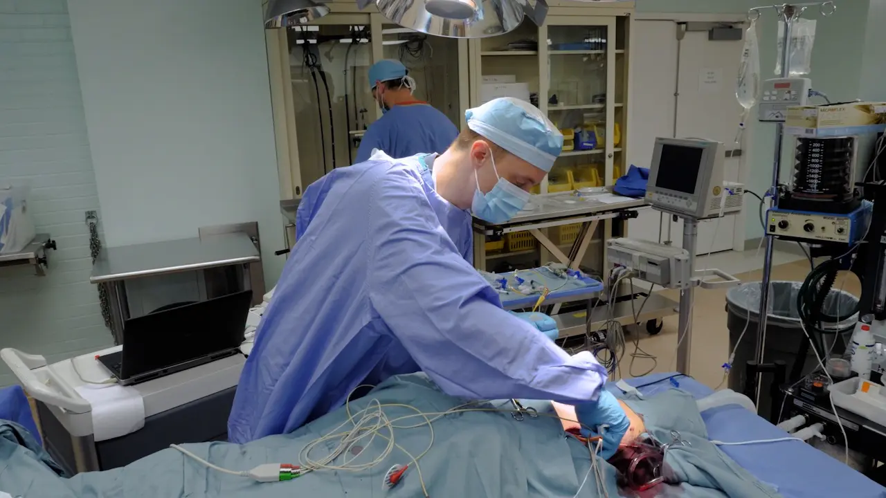 Adult and Pediatric Porcine Model of Acute Volume Overload