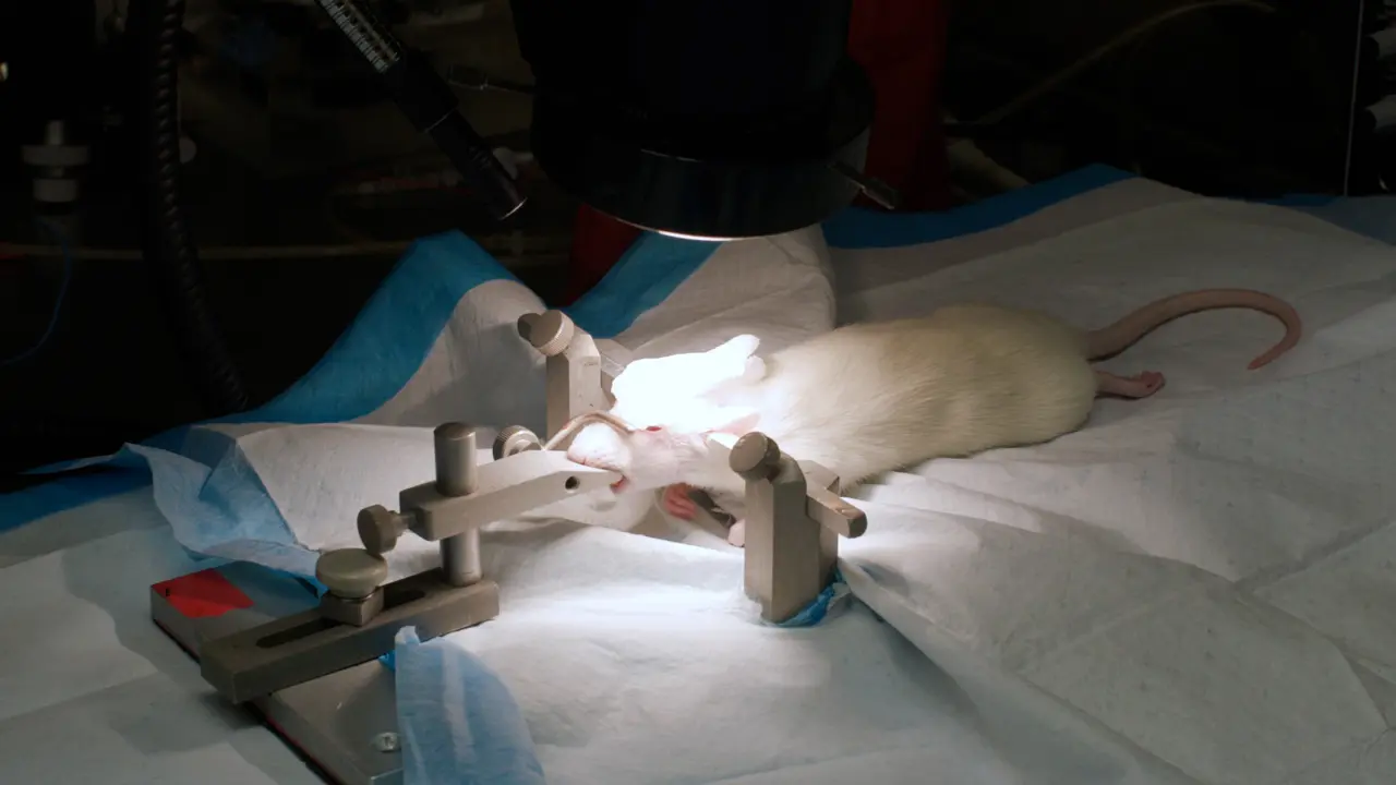 <em>In-Vivo</em> Calcium Imaging of Sensory Neurons in the Rat Trigeminal Ganglion