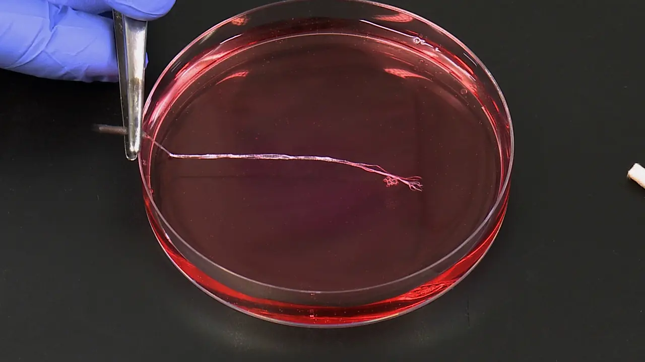 Engineering Tendon Assembloids to Probe Cellular Crosstalk in Disease and Repair