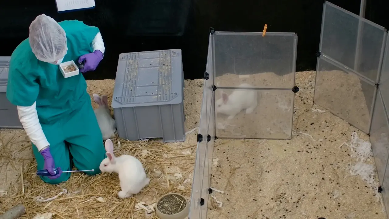 Training Laboratory Rabbits to Refine Routine Husbandry Procedures