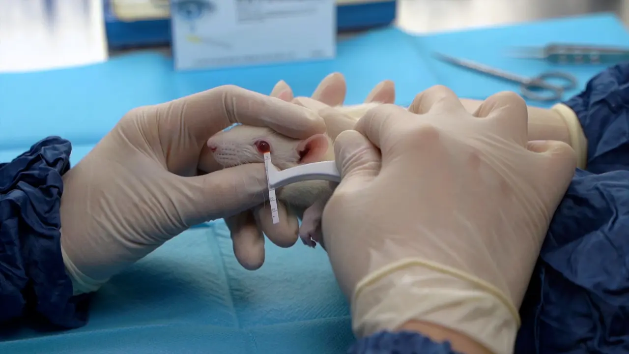 A Rat Dry Eye Model with Lacrimal Gland Dysfunction Induced by Scopolamine