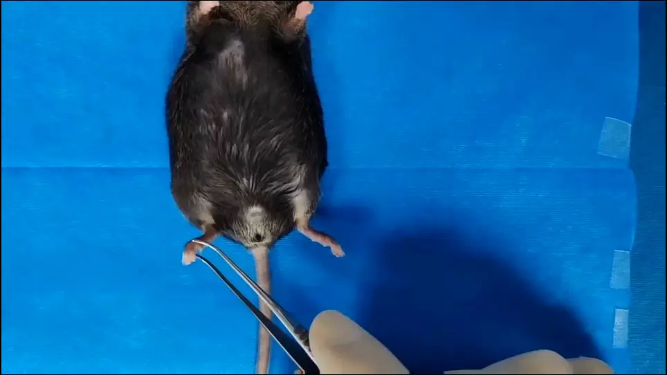 Duodenal-Jejunal Bypass Surgery in Diet-Induced Obese Diabetic Mice