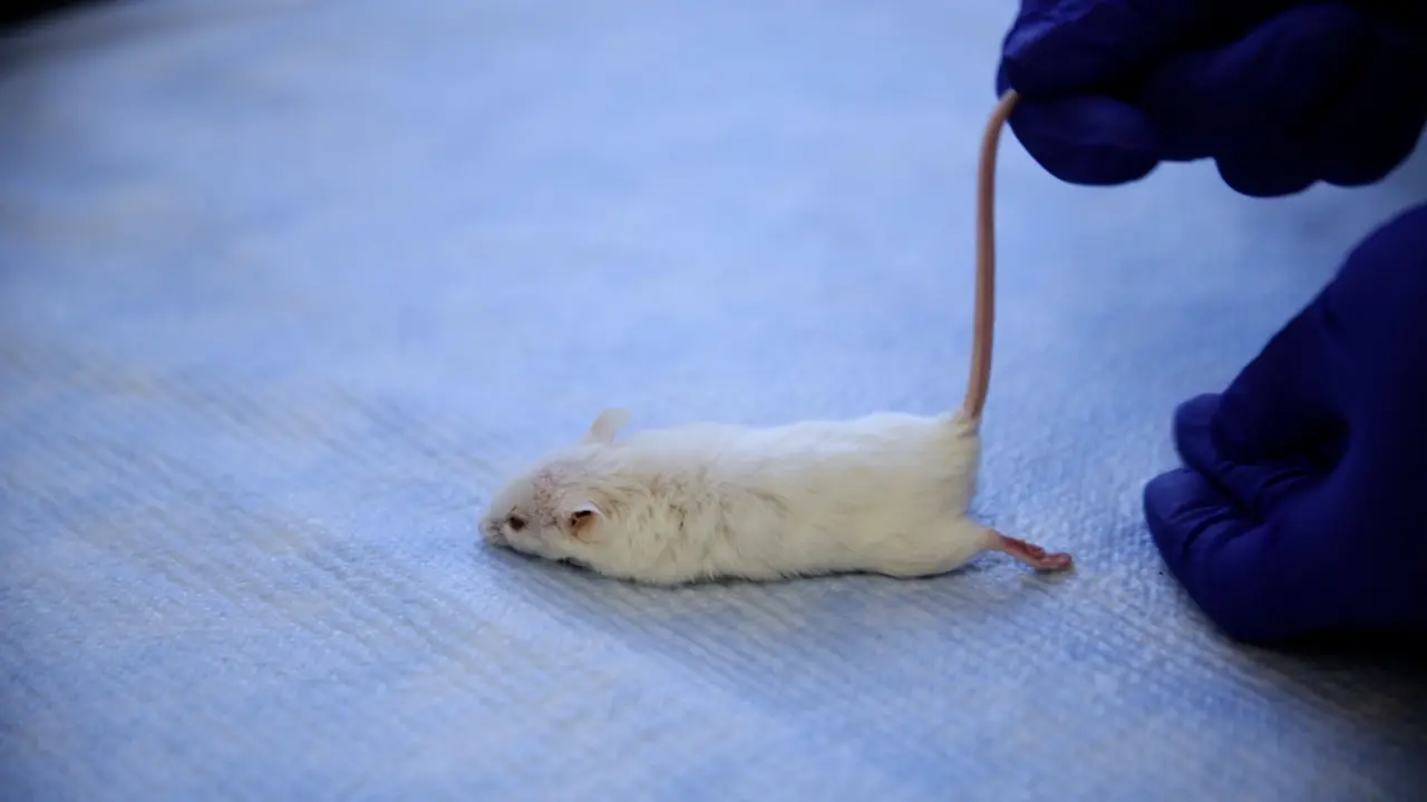 Modeling Cataract Surgery in Mice