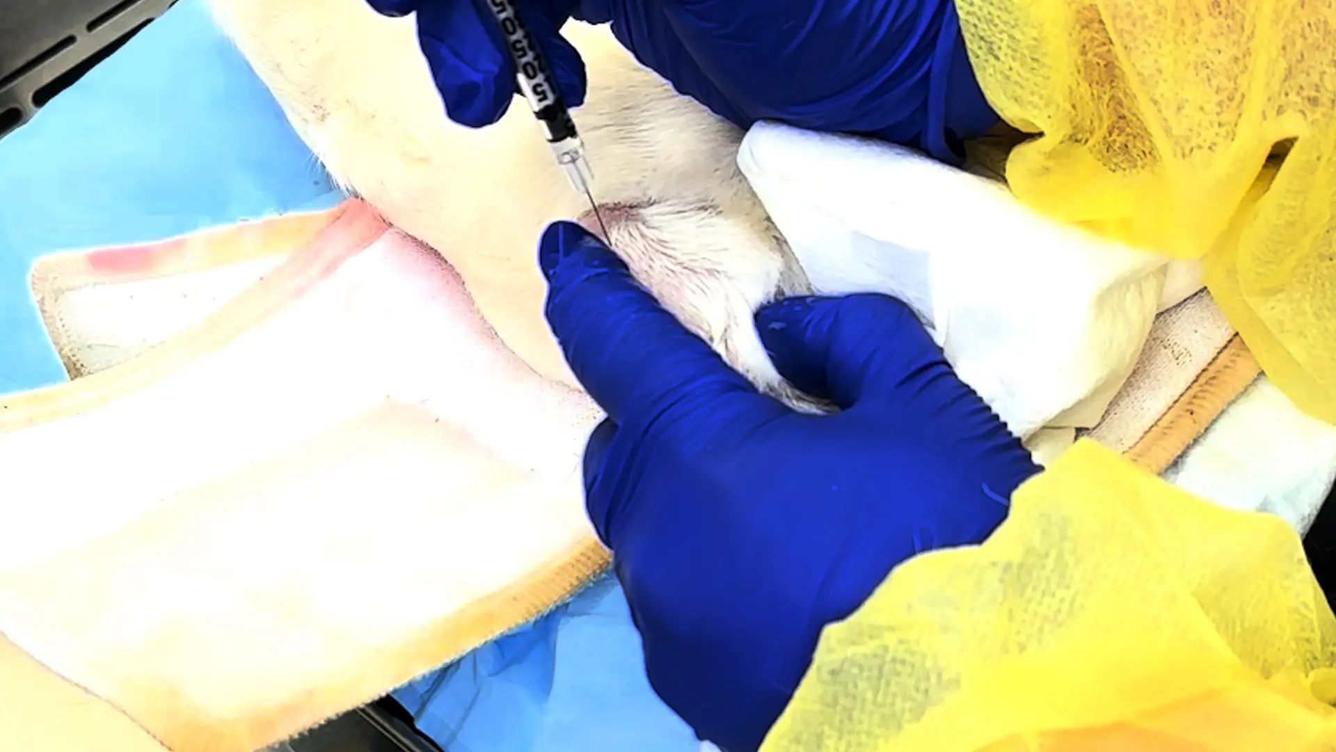 Micro-Computed Tomography Analysis of the Knee in Aged Dunkin-Hartley Guinea Pigs after Intra Articular Injection