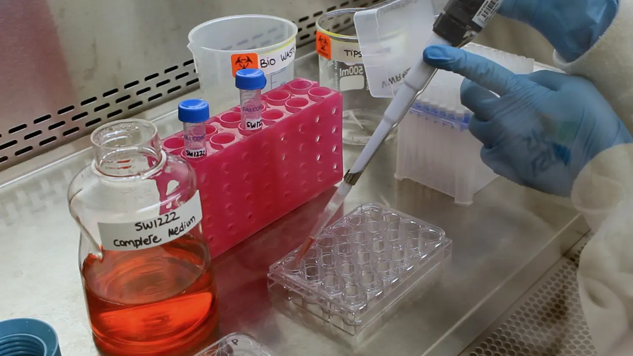 Fabrication and Characterization of Colorectal Cancer Organoids from SW1222 Cell Line in Ultrashort Self-Assembling Peptide Matrix