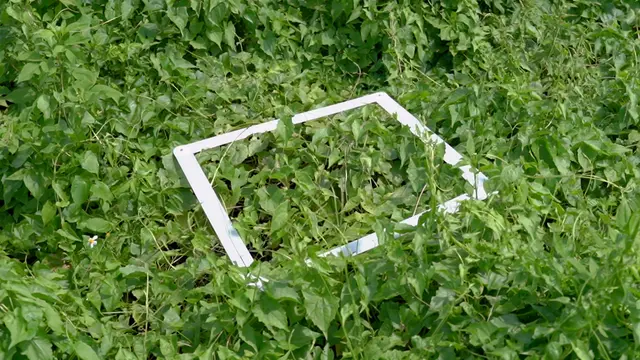 Computer Vision-Based Biomass Estimation for Invasive Plants