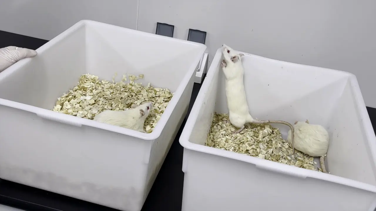 Subclavian Vein Blood Sampling in Conscious Rats