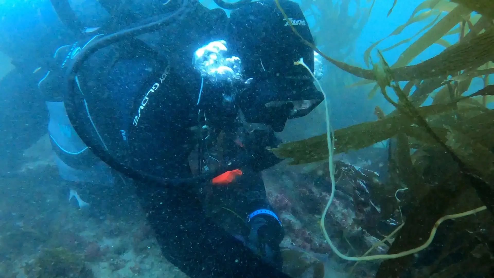Field Collection and Laboratory Maintenance of Canopy-Forming Giant Kelp to Facilitate Restoration