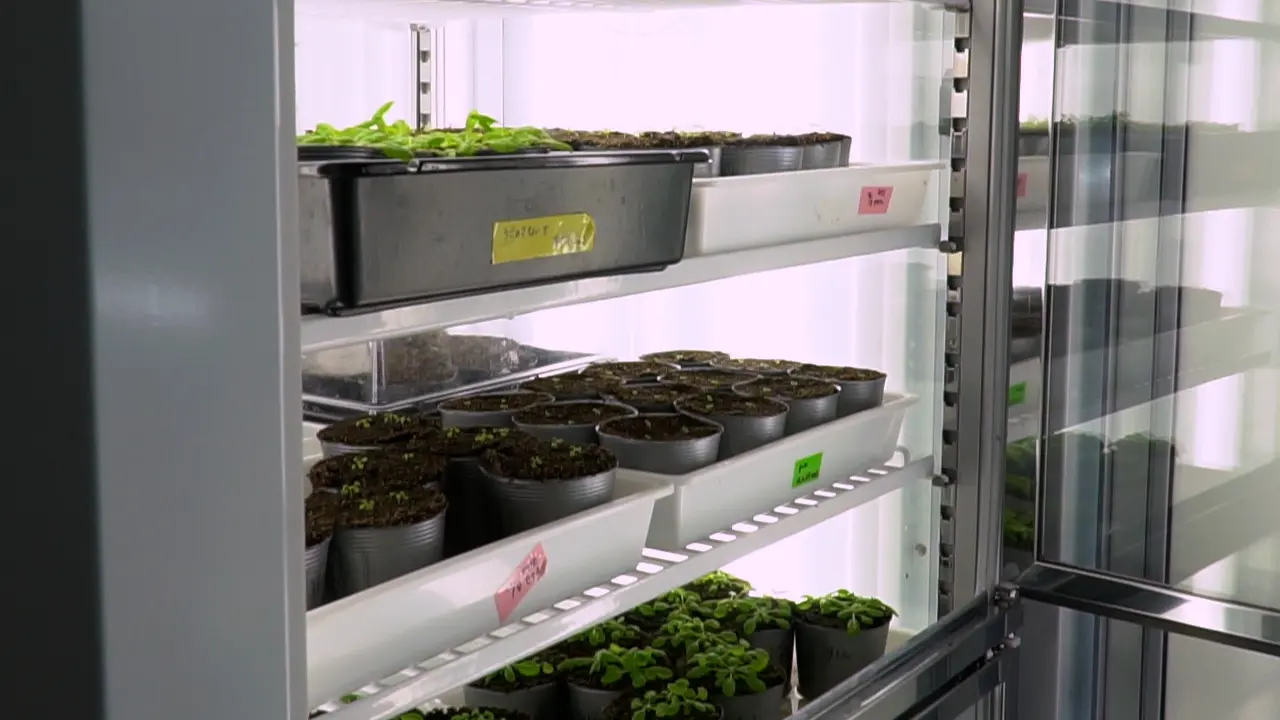 Direct Observation and Automated Measurement of Stomatal Responses to <em>Pseudomonas syringae</em> pv. <em>tomato</em> DC3000 in <em>Arabidopsis thaliana</em>