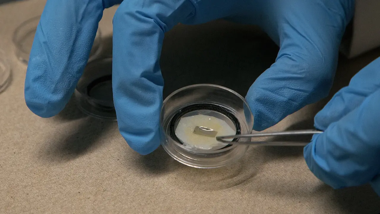 Monitoring the Mechanical Evolution of Tissue During Neural Tube Closure of Chick Embryo