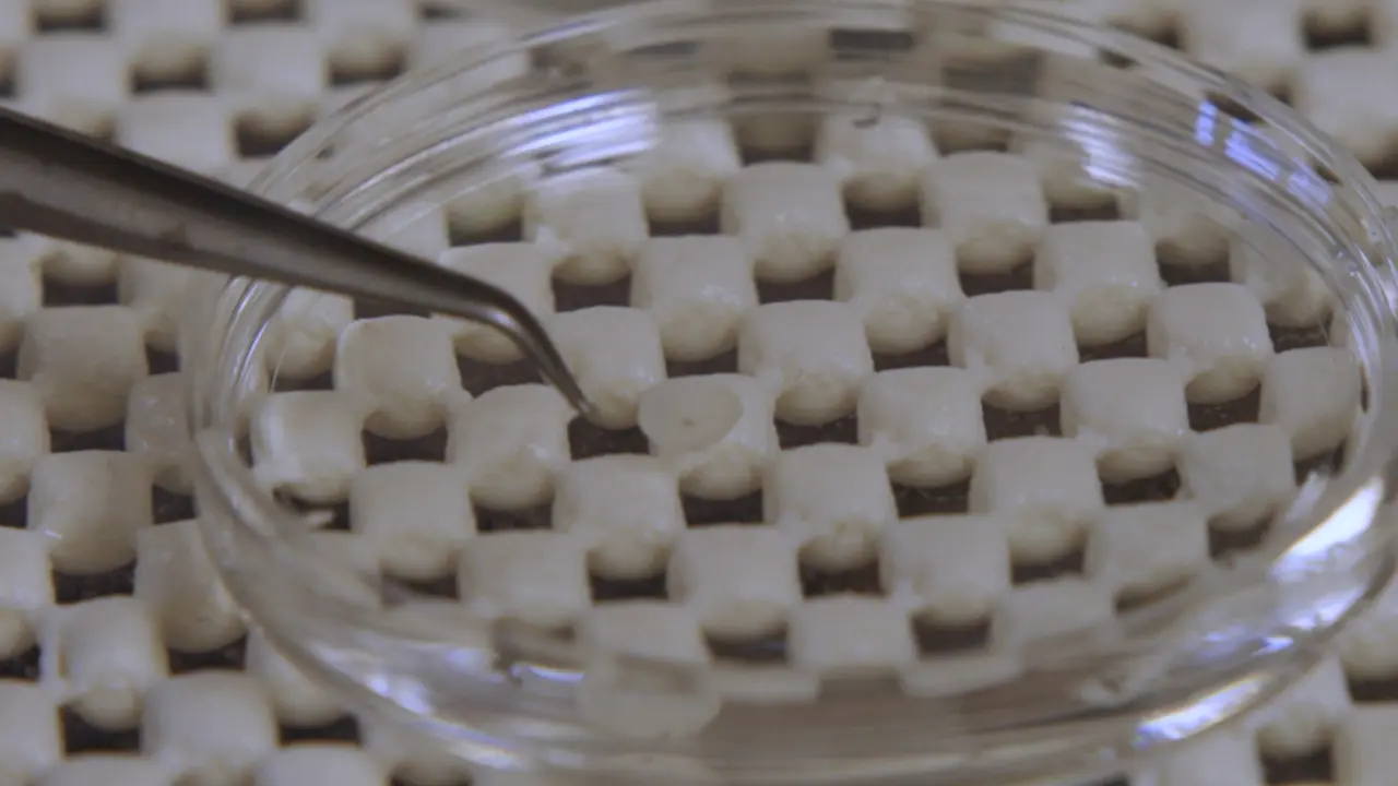 An Assay to Detect Protection of the Retinal Vasculature from Diabetes-Related Death in Mice