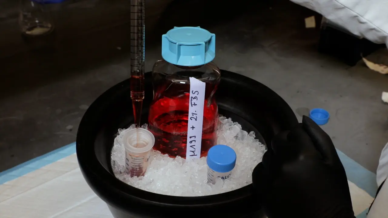 Stromal Cell Isolation From Hematopoietic Organs