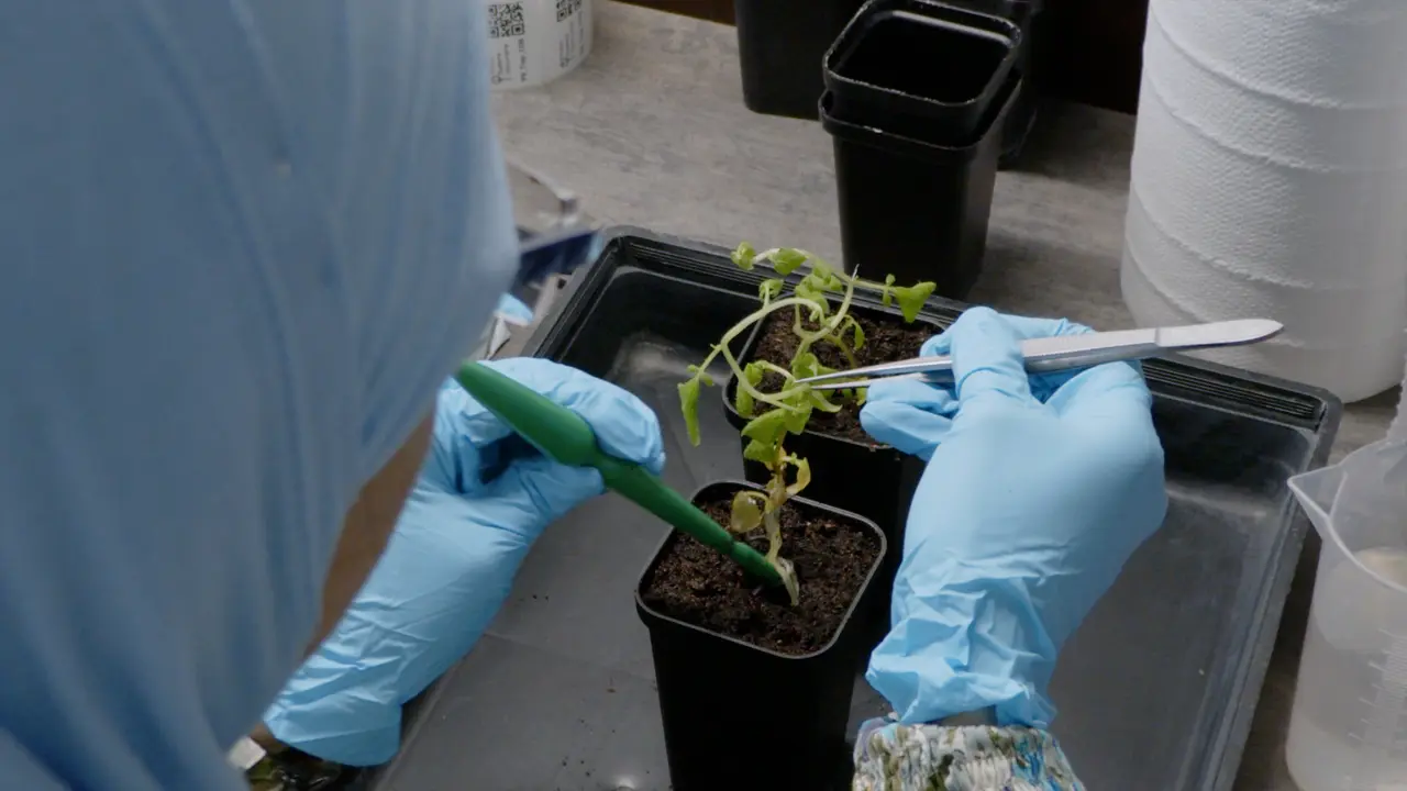 High Throughput Image-Based Phenotyping for Determining Morphological and Physiological Responses to Single and Combined Stresses in Potato