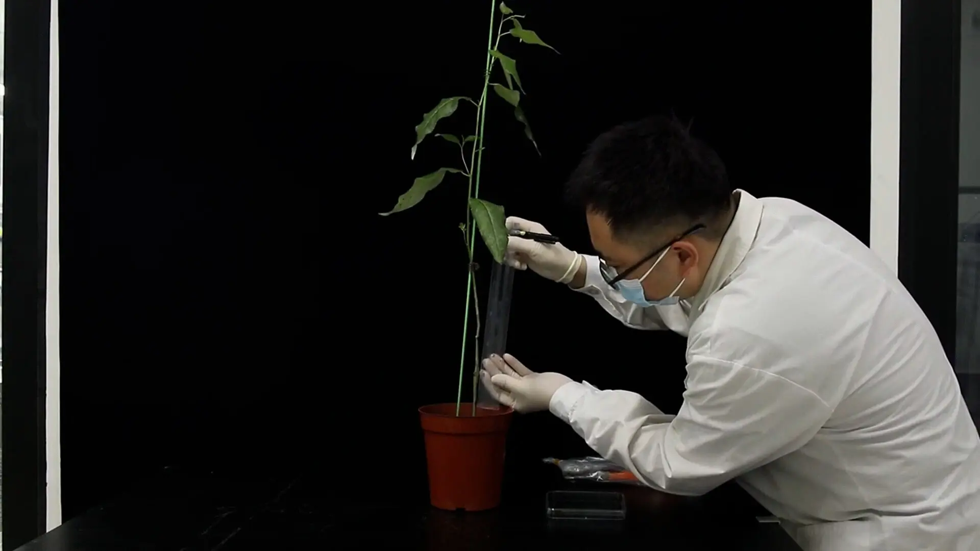 A Workflow for the Quantitative Assessment of the Endophytic and Epiphytic Bacterial Microbiomes of the Bark of <em>Populus trichocarpa</em>