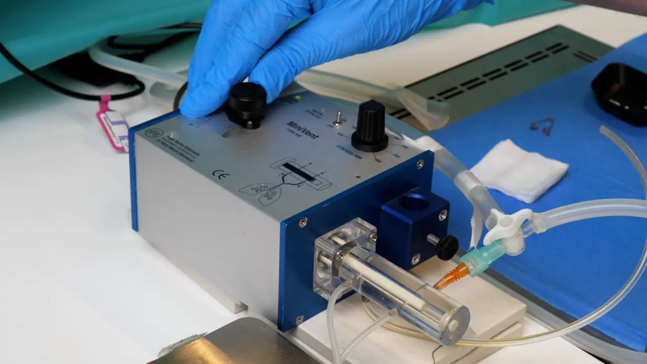 Remotely Triggered LAD Occlusion Using a Balloon Catheter in Spontaneously Breathing Mice