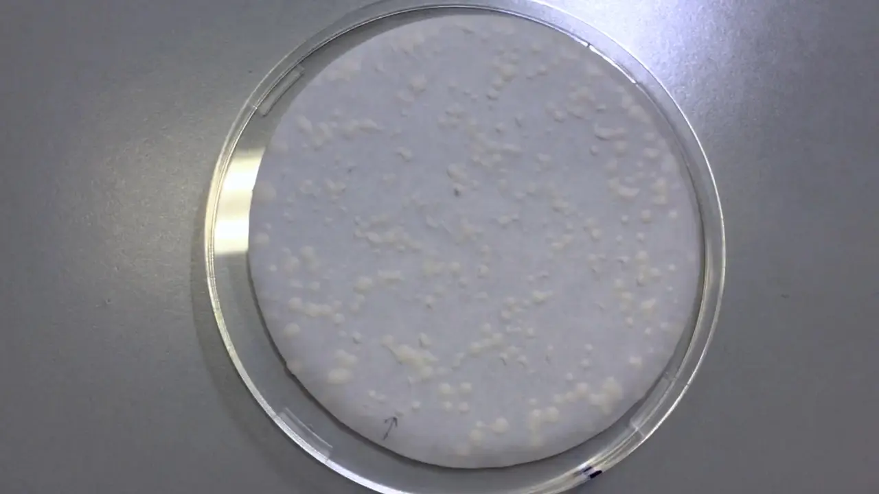 Isolating Interaction-Null/Impaired Mutants Using the Yeast Two-Hybrid Assay