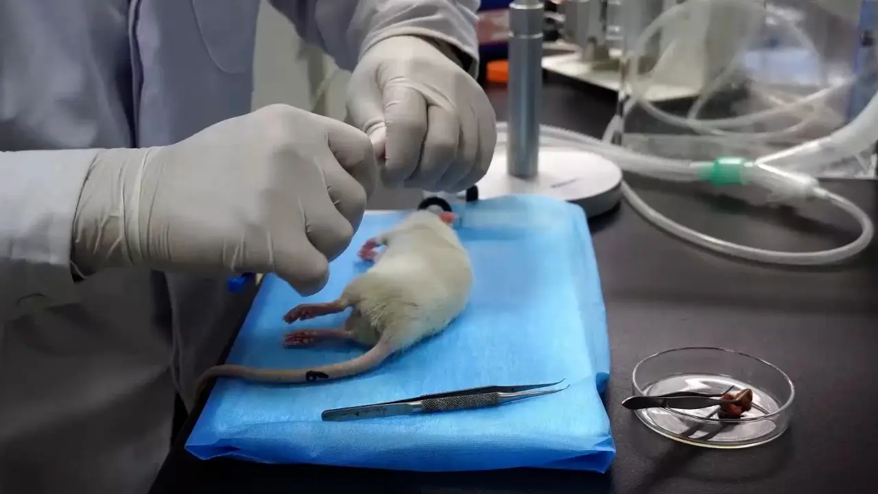 A Modified Method for Intrathecal Catheterization in Rats