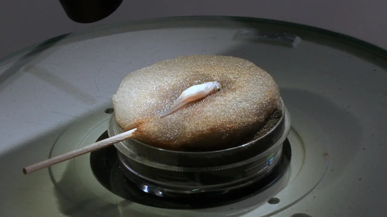 An Intraperitoneal Injection Technique in Adult Zebrafish that Minimizes Body Damage and Associated Mortality