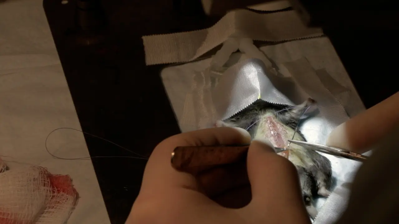 Extended 78% Hepatectomy in a Mouse Surgical Model