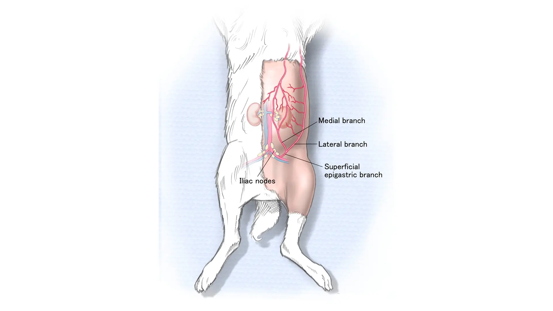 The Superficial Inferior Epigastric Artery Fascia Flap for Nerve Reconstruction in Rabbits