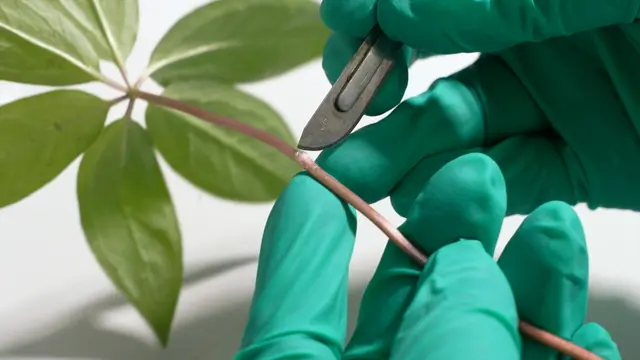 <sup>13</sup>C<sub>6</sub>-Glucose Labeling Associated with LC-MS: Identification of Plant Primary Organs in Secondary Metabolite Synthesis