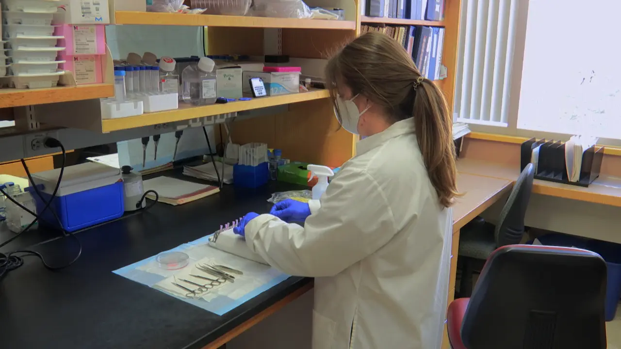 Real-Time In Vitro Migration Assay for Primary Murine CD8+ T Cells