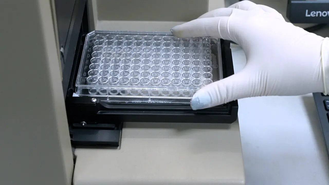 Detection of CD40 Protein-Umbelliferone Interaction via Differential Scanning Fluorescence
