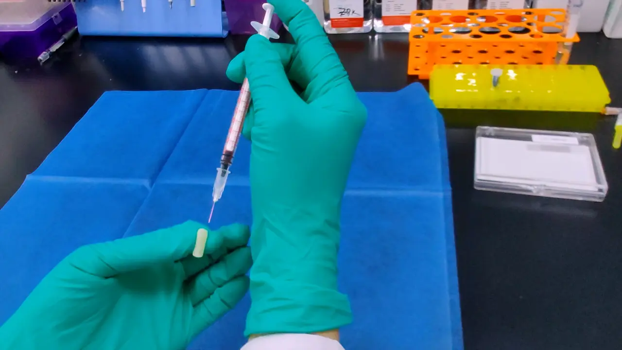 A Modified Technique for Inducing Polycystic Ovary Syndrome in Mice