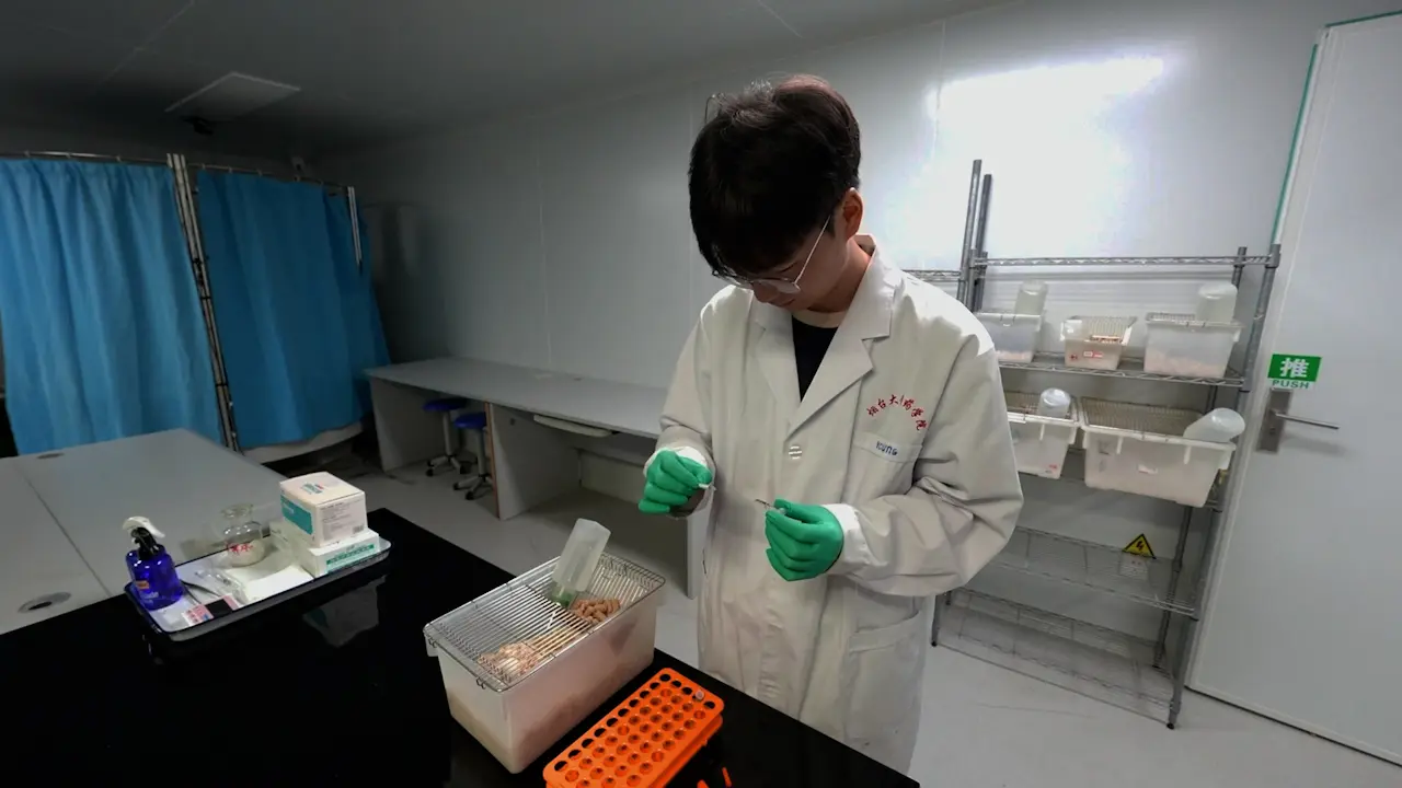A Modified Inflammatory Pain Model to Study the Analgesic Effect in Mice