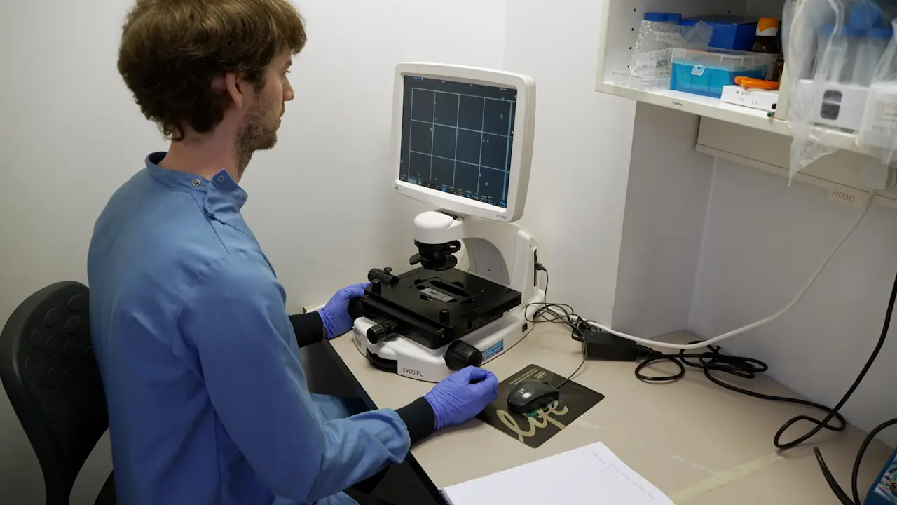 Quantification of Cytokine-Induced Cell Death in Human Colonic Organoids Using Live Fluorescence Microscopy