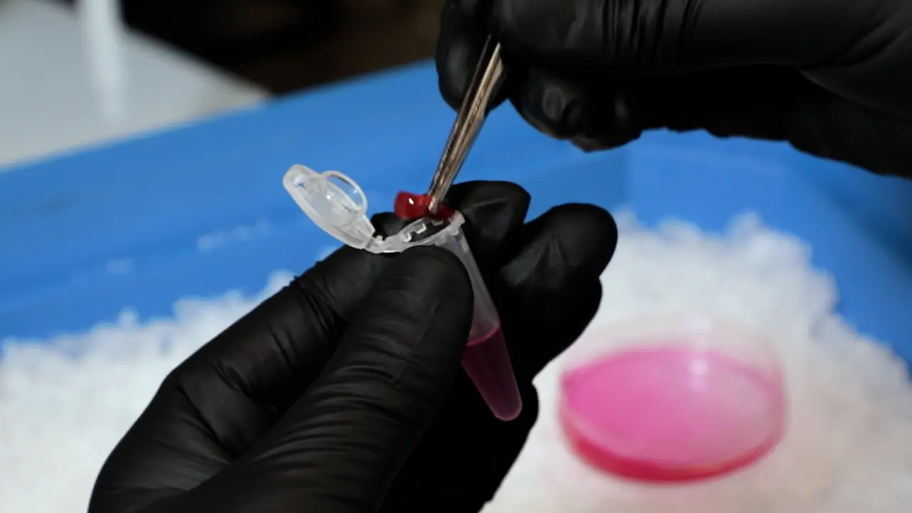 Dissociation of Human and Mouse Tumor Tissue Samples for Single-cell RNA Sequencing