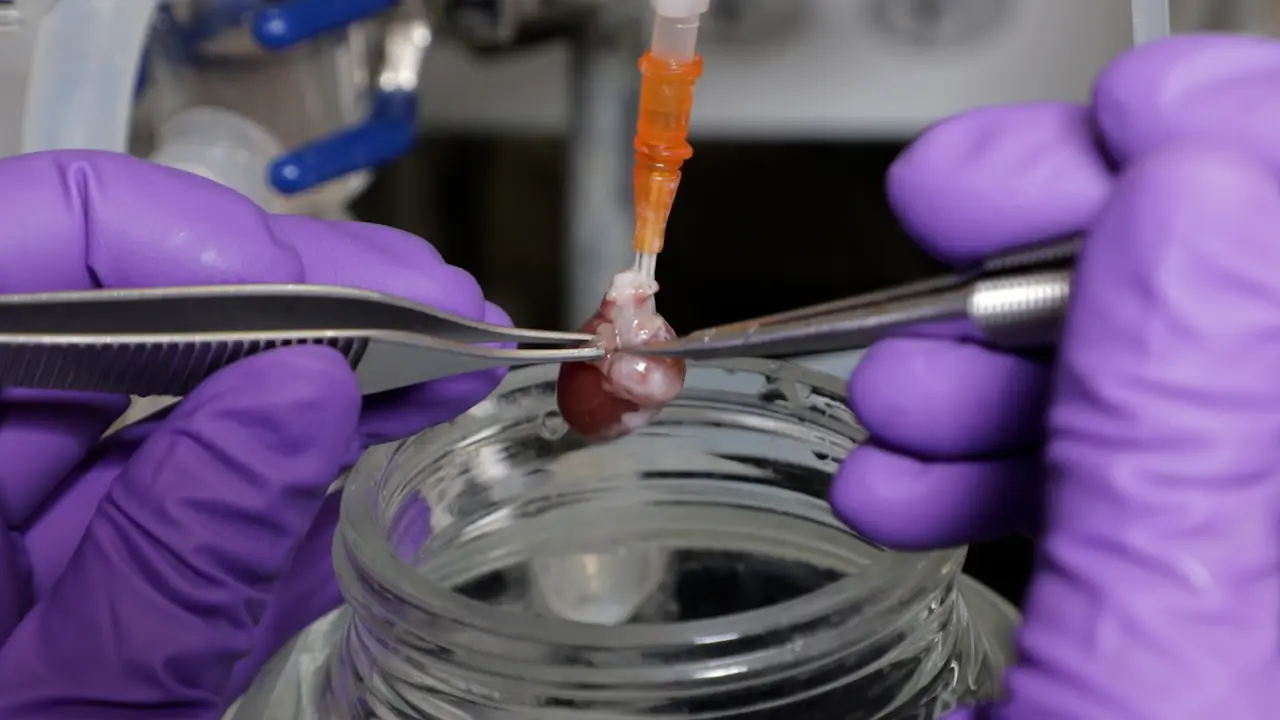 Modified Langendorff Perfusion for Extended Perfusion Times of Rodent Cardiac Grafts